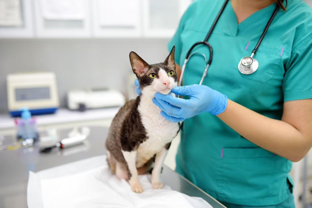 Veterinarian Examines a Cat