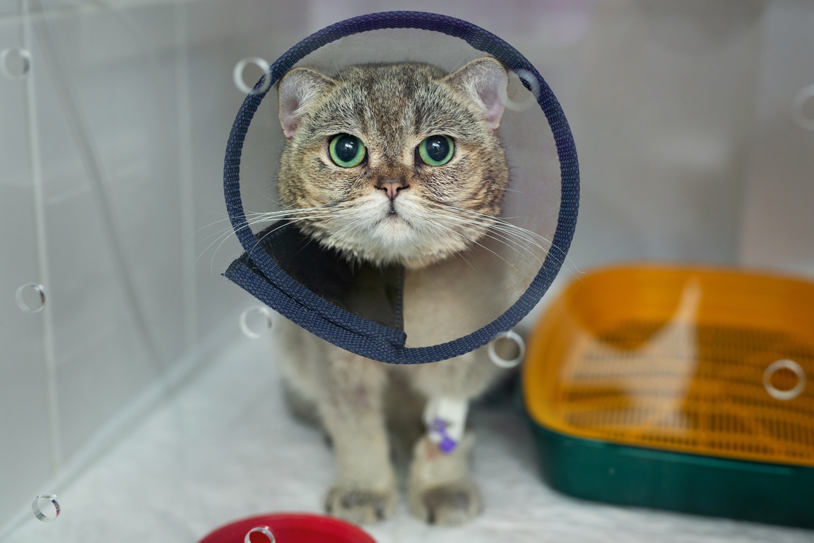 Cat Wear Cone Pet Recovery Collar after Surgery, anti Bite Lick Wound Healing Safety.