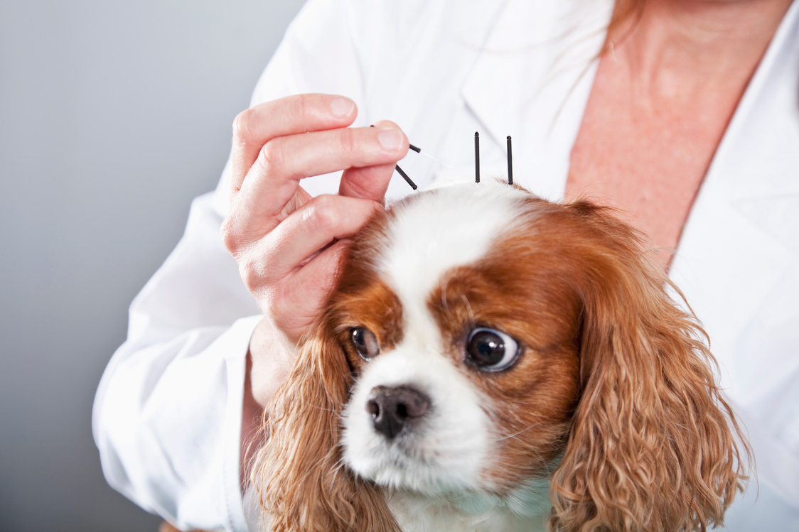 Vet treating dog with acupuncture