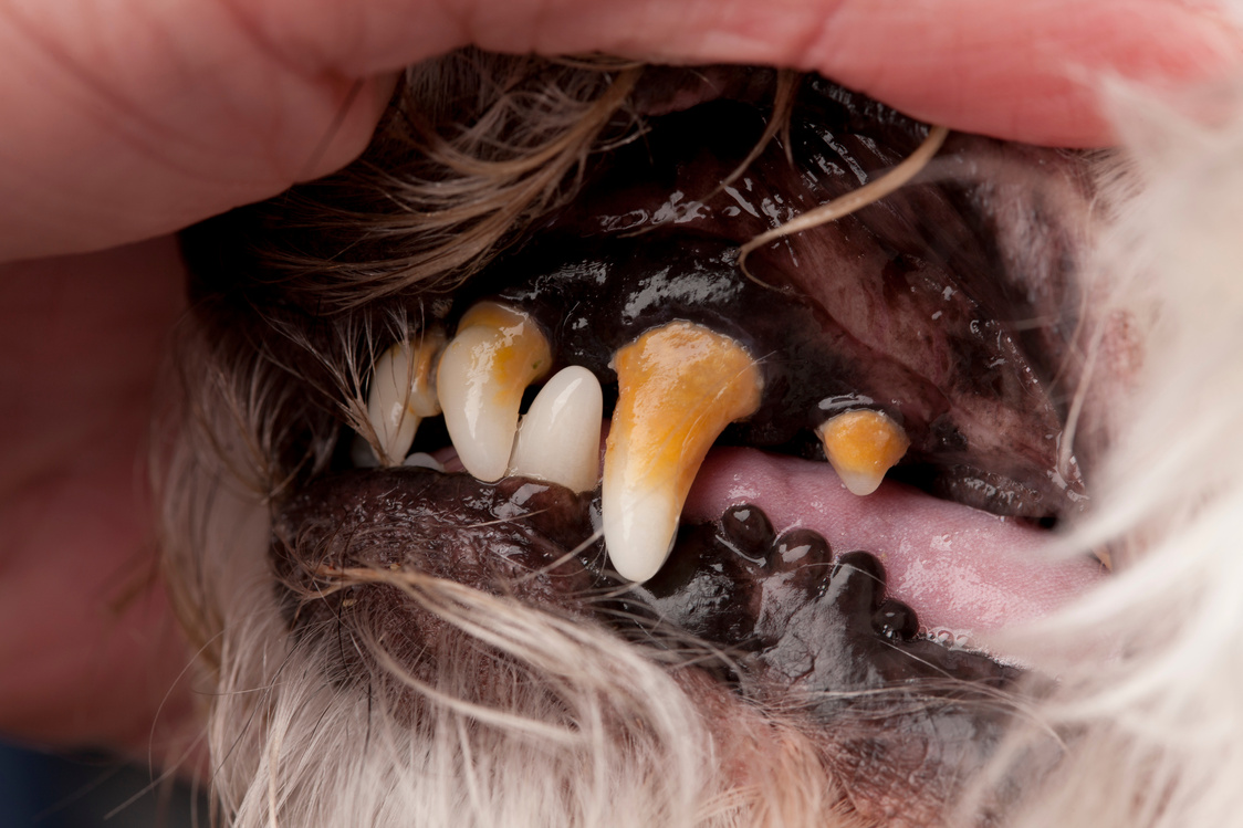Canine Dental Series - Before Cleaning